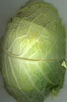 Cabbage