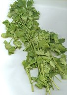 Cilantro