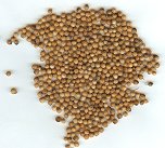 Coriander