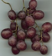 Grape