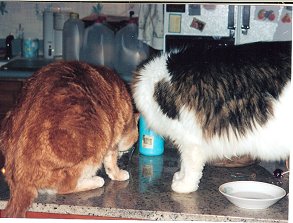 Skitter and KC