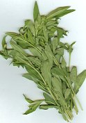 Tarragon