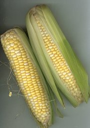 corn