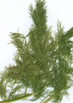 Dill