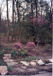 Azaleas and daffodils