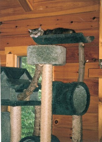 Freckles in the cat tree