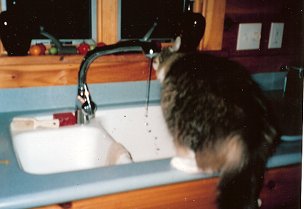 freckles4 drink from the kitchen faucet