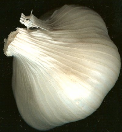 picture of Garlic