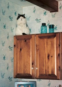 KC on top of the kitchen cupboard