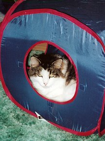 K C sleeping in cat tunnel