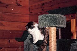 KC in Kitty Condo