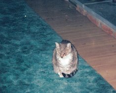 Mimi