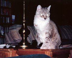 Mimi