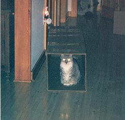Mimi