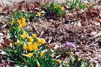 My beloved daffodils!