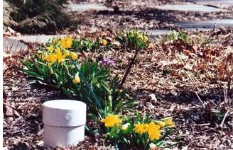 More daffodils