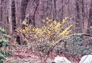 witch hazel