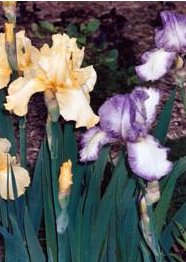 Irises