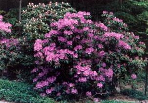 Rhododendrons