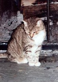 Miminess close to the hearth