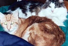 Skitter and KC snuggling