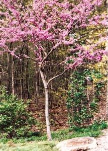 blossoming trees