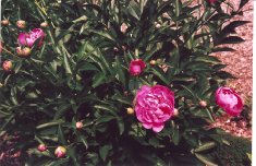 peony bushes