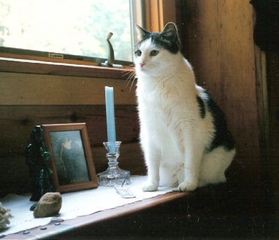 picture of puck