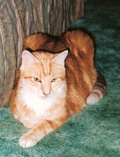 [icture of Skitter