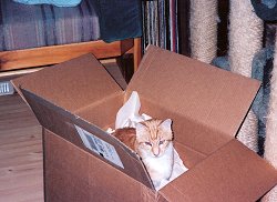 A box of Skitter.